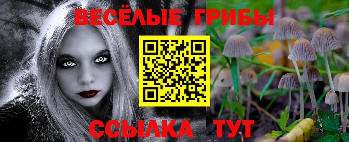 Галлюциногенные грибы Psilocybine cubensis Чистополь